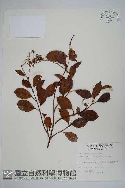 酸藤藏品圖，第1張