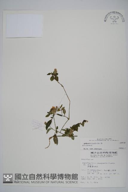 矮鱗球花藏品圖，第1張