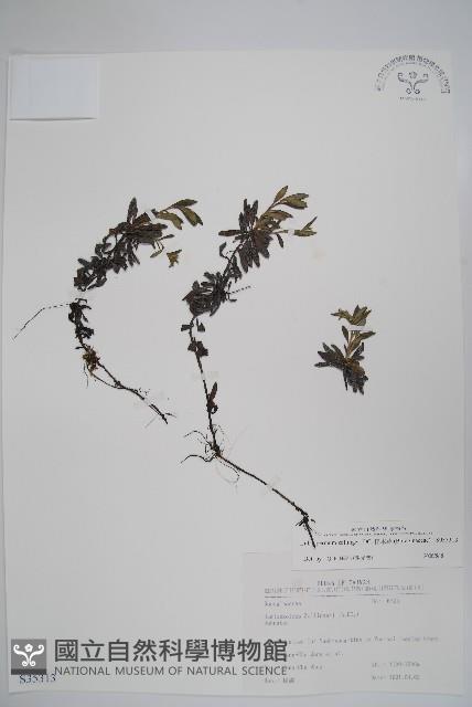 梓木草藏品圖，第1張