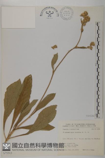 地膽草、毛蓮菜藏品圖，第1張