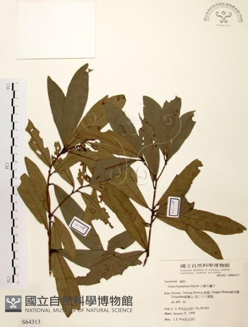 黃肉樹, 小梗木薑子藏品圖，第1張