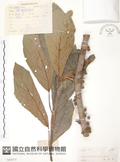 豬母乳、水同木藏品圖，第1張