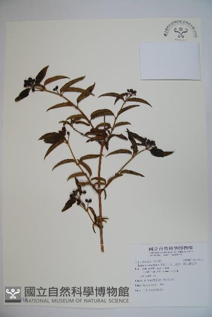 阿里山忍冬、漸尖葉忍冬藏品圖，第1張