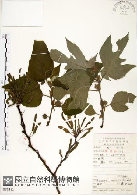 構樹藏品圖，第1張