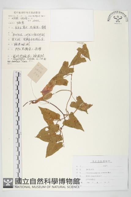 寬葉打碗花藏品圖，第1張