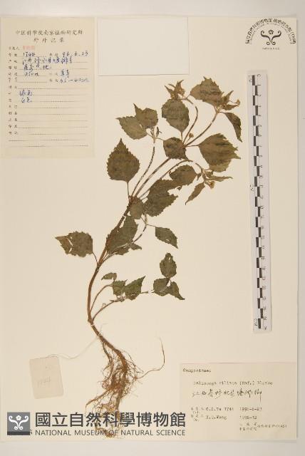 登錄號:S057313藏品圖，第1張