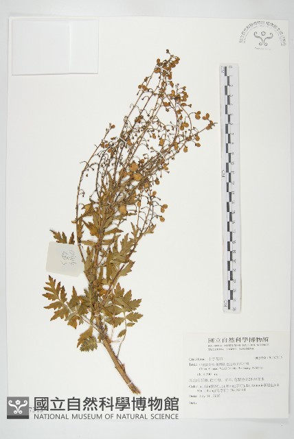 登錄號:S137313藏品圖，第1張