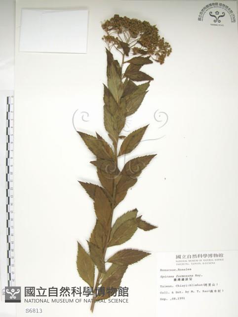 臺灣繡線菊藏品圖，第1張