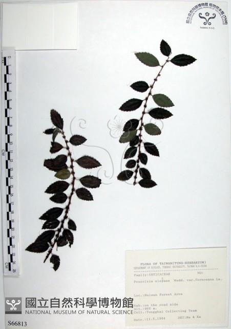 水雞油藏品圖，第1張