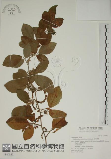 白木蘇花藏品圖，第1張