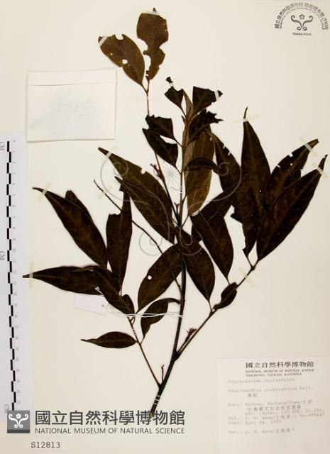 黃杞藏品圖，第1張