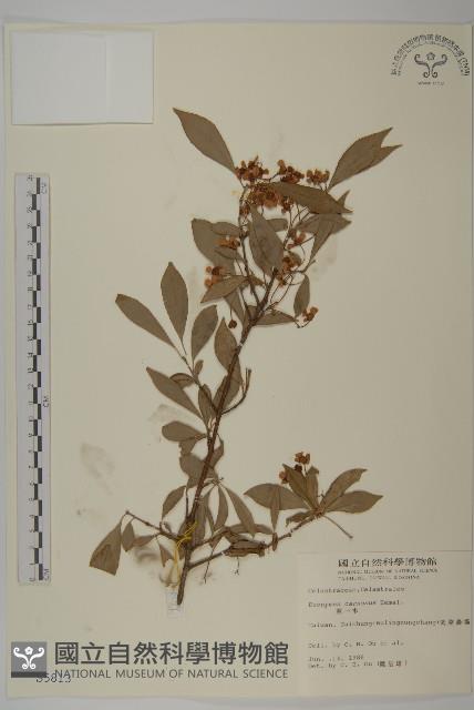 厚葉衛矛, 源一木藏品圖，第1張