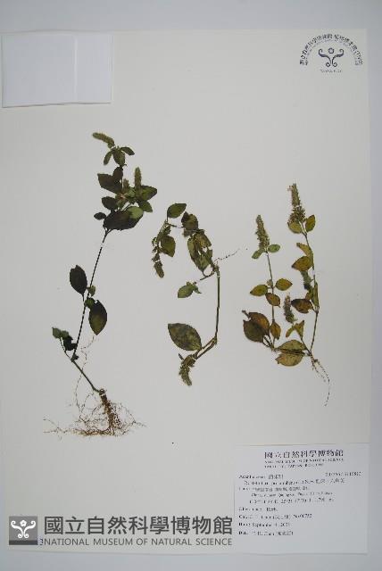 爵床、六角英藏品圖，第1張