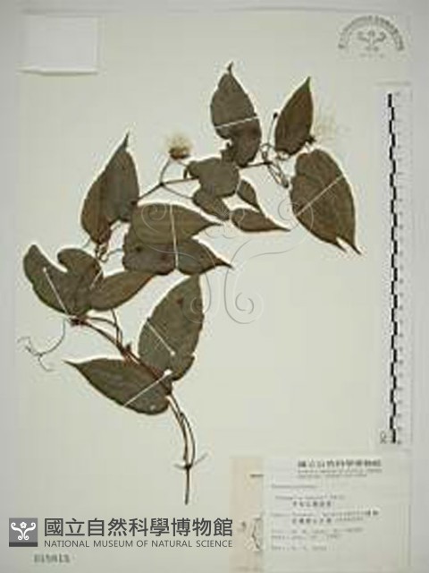 亨利氏鐵線蓮藏品圖，第1張