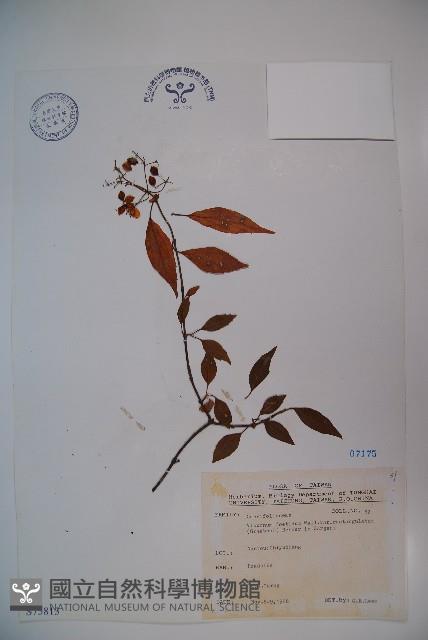 狹葉莢迷藏品圖，第1張