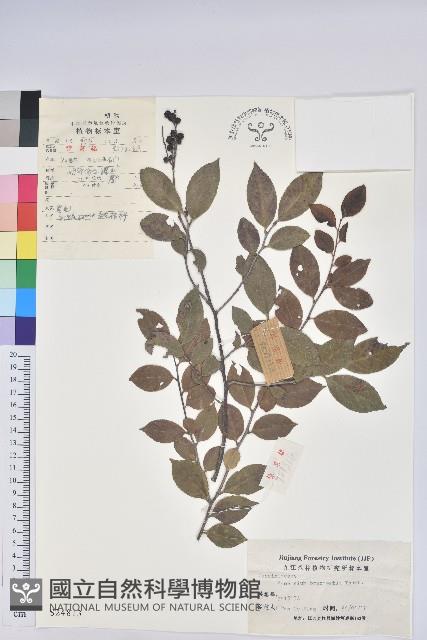 Accession Number:S024813 Collection Image