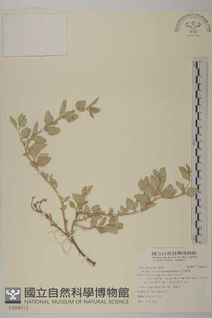 馬氏濱藜藏品圖，第1張