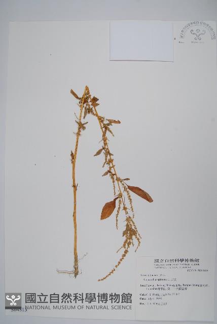 刺莧藏品圖，第1張