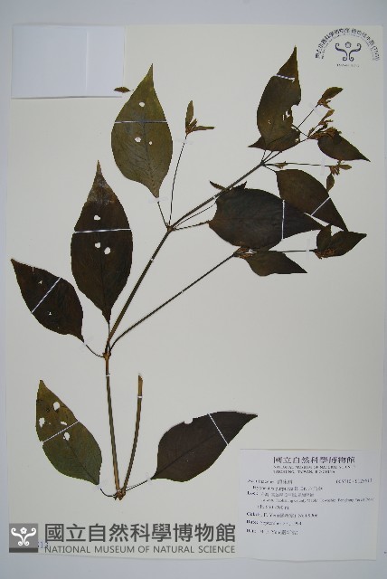 六角英, 槍刀菜藏品圖，第1張