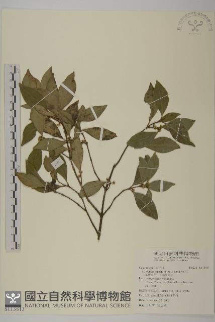 日本賽衛矛、日本假衛矛藏品圖，第1張