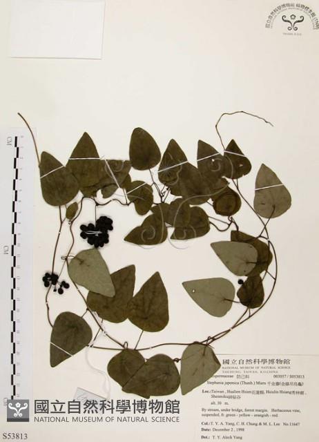 千金藤、金線吊烏龜藏品圖，第1張