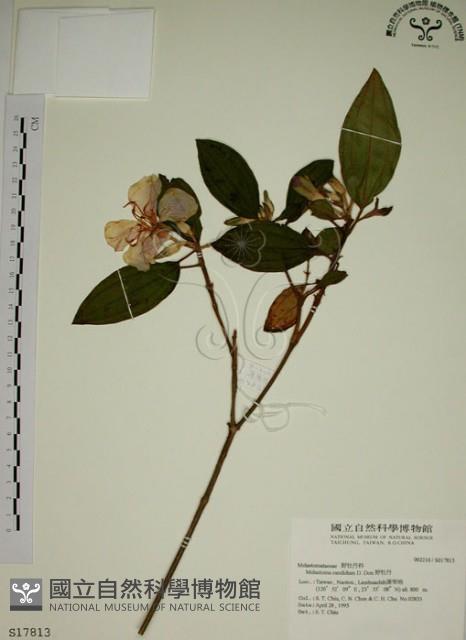 野牡丹藏品圖，第1張