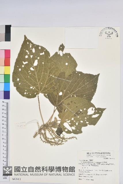 花蓮鐵莧、臺東鐵莧藏品圖，第1張