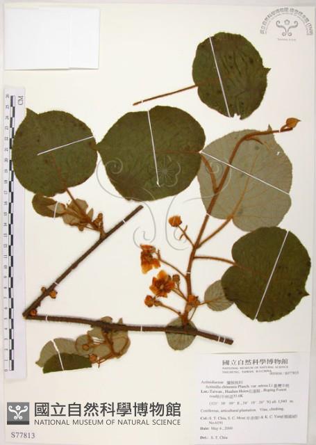 臺灣羊桃藏品圖，第1張