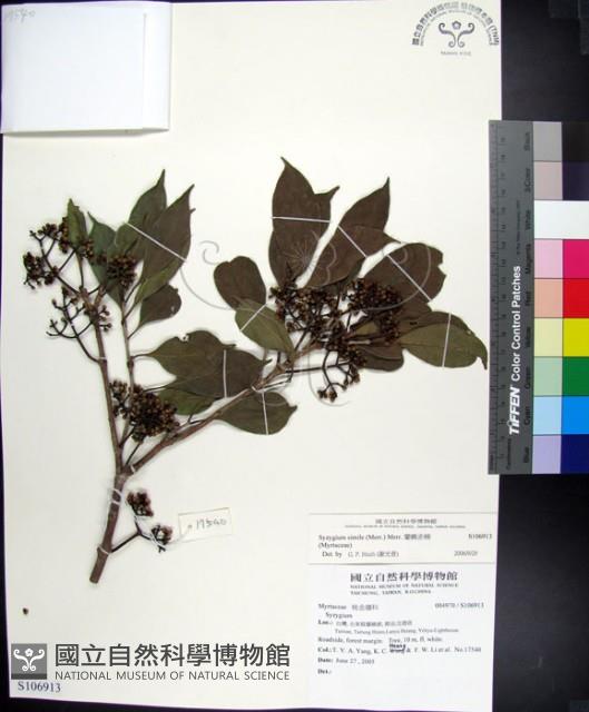 蘭嶼赤楠藏品圖，第1張