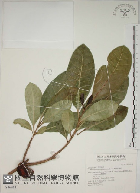 蘭嶼馬蹄花藏品圖，第1張