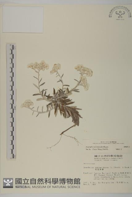 玉山抱莖籟簫藏品圖，第1張