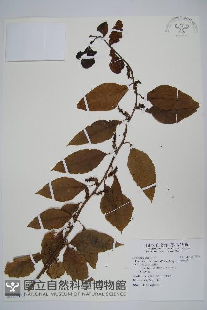 多子漿果莧藏品圖，第1張