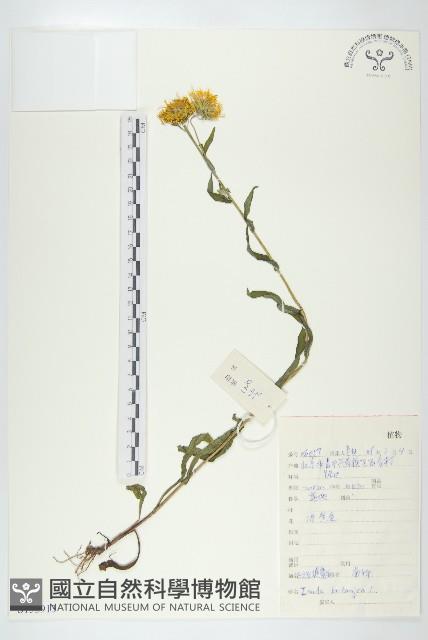 歐亞旋覆花藏品圖，第1張