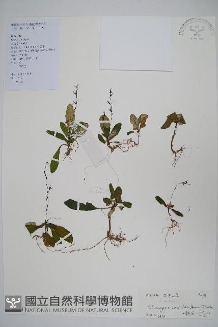 哈哼花藏品圖，第1張