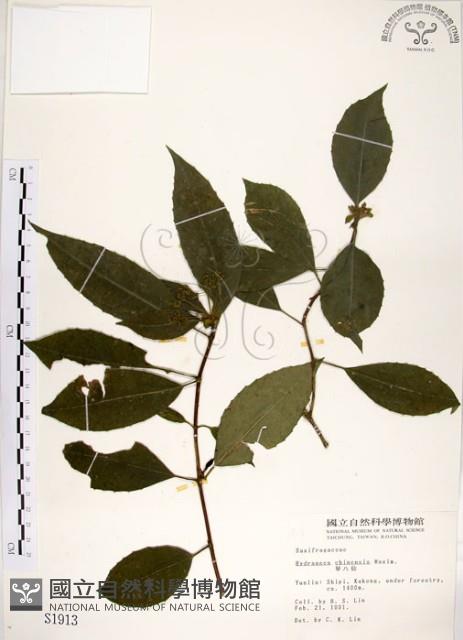 華八仙藏品圖，第1張