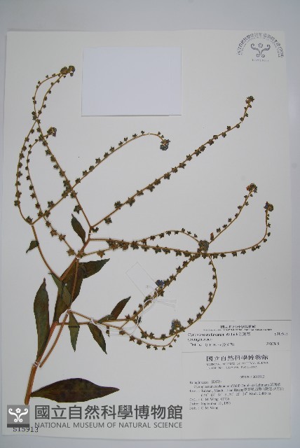 琉璃草藏品圖，第1張