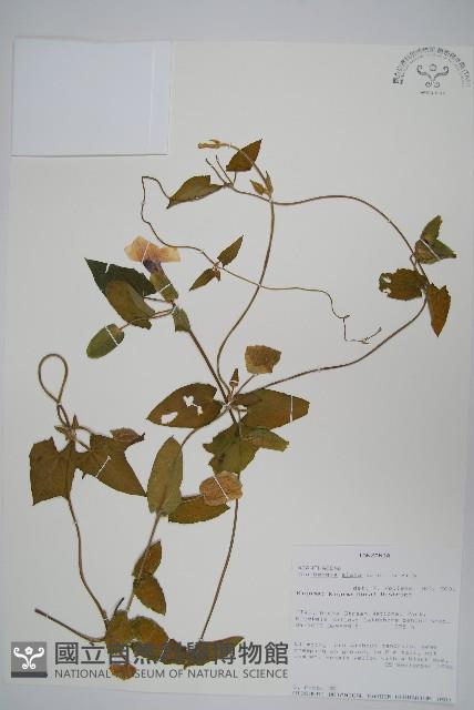 黑眼花藏品圖，第1張
