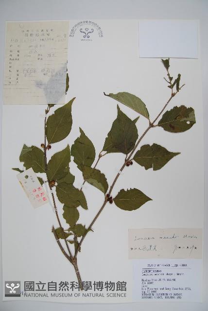 金銀忍冬藏品圖，第1張