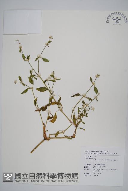 毛蓮子草藏品圖，第1張