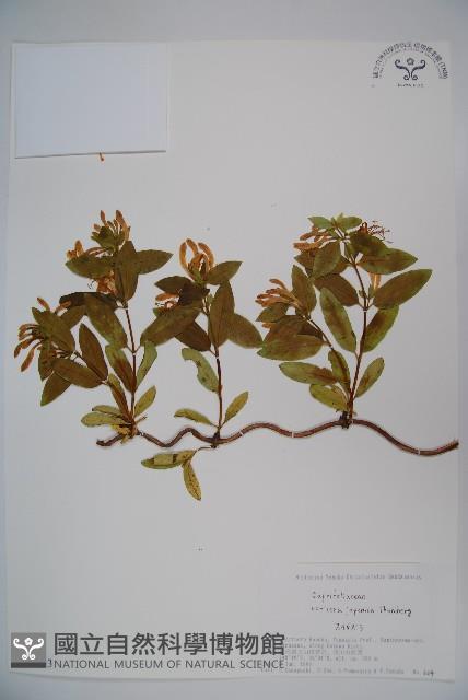 忍冬、金銀花藏品圖，第1張