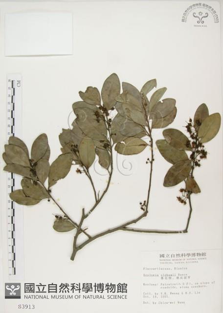 魯花樹藏品圖，第1張