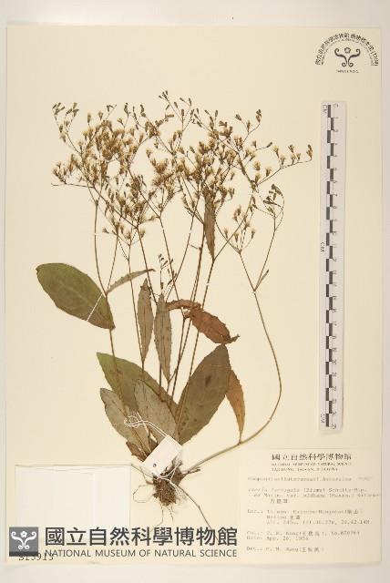 刀傷草藏品圖，第1張