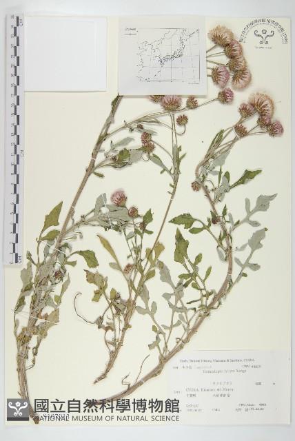 泥胡菜藏品圖，第1張