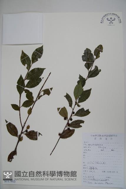 茶果冬青藏品圖，第1張