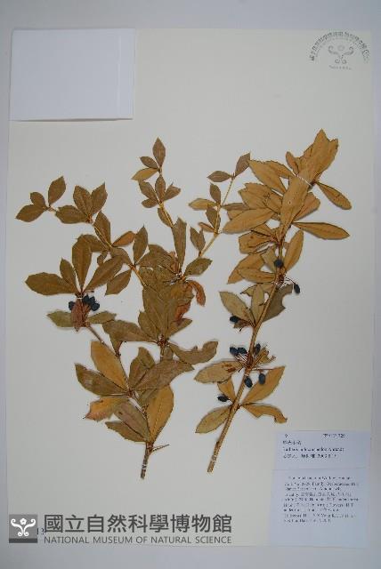 粉葉小檗藏品圖，第1張