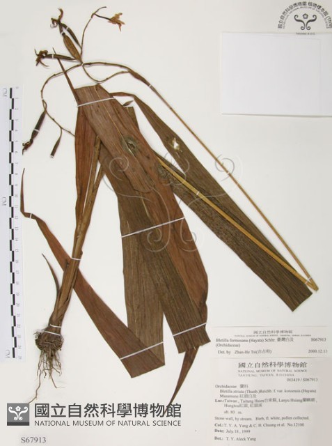 臺灣白及藏品圖，第1張