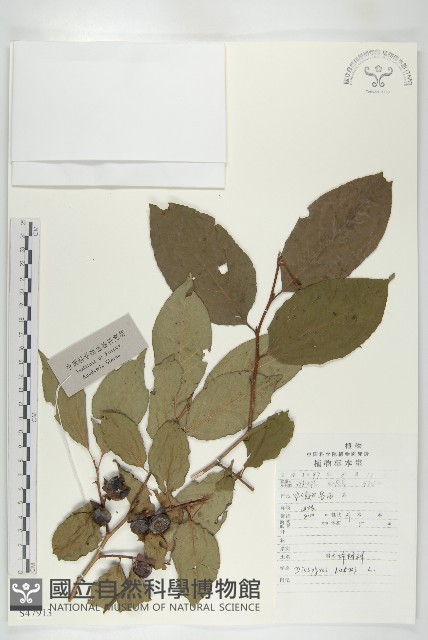 黑棗、君遷子藏品圖，第1張