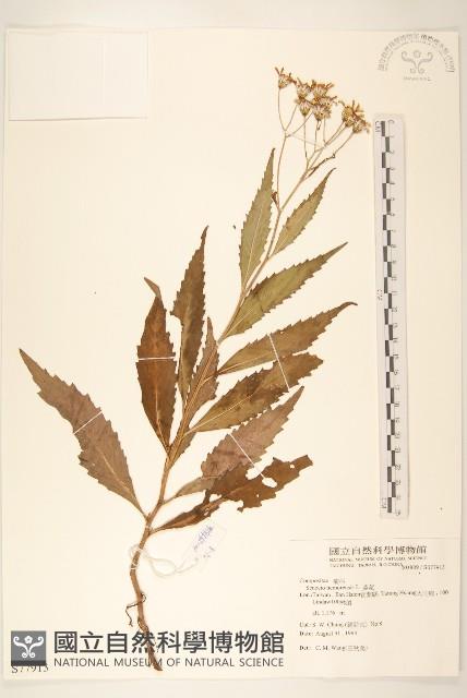 黃菀藏品圖，第1張