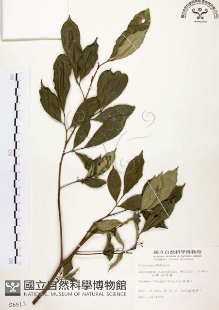 石苓舅藏品圖，第1張