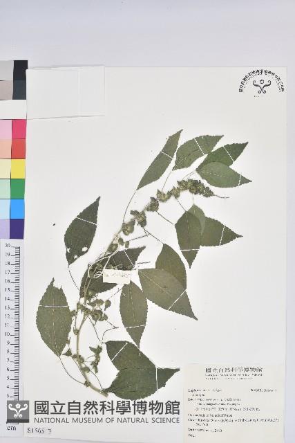 登錄號:S156513藏品圖，第1張